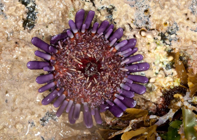 oursin colobocentrotus atrata