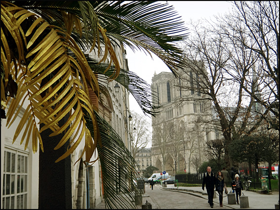 palmier de notre dame paris