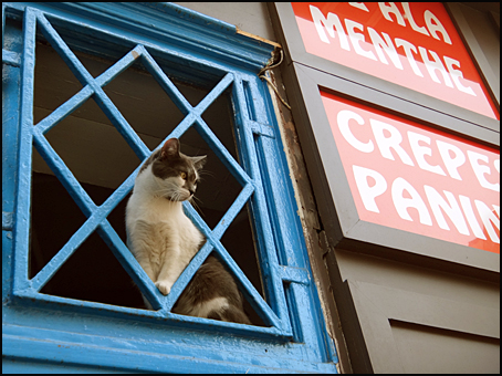 chat Paris rue de la harpe
