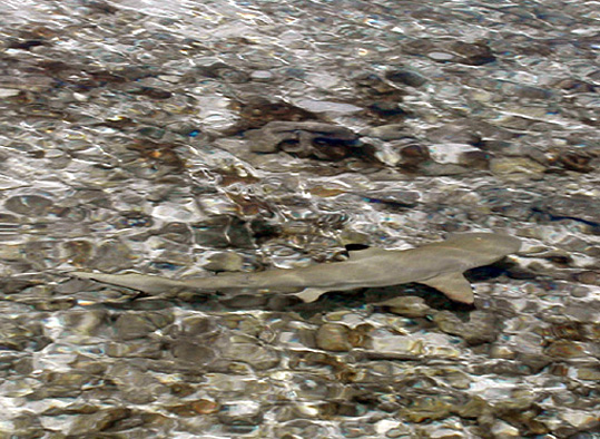 requin tuamotu a pointe noire