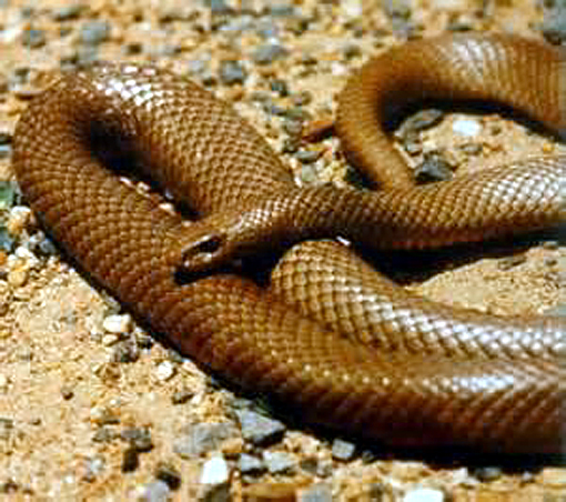 serpent brown snake australie