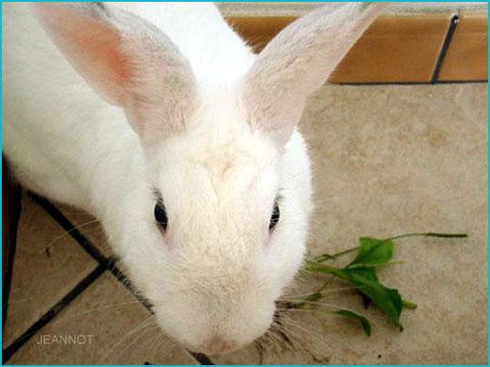lapin jeannot