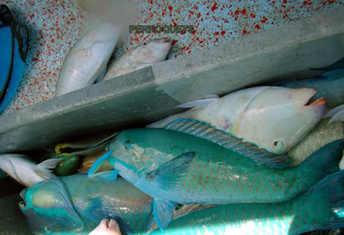 TUAMOTU AHE PERROQUETS