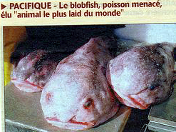 blobfish