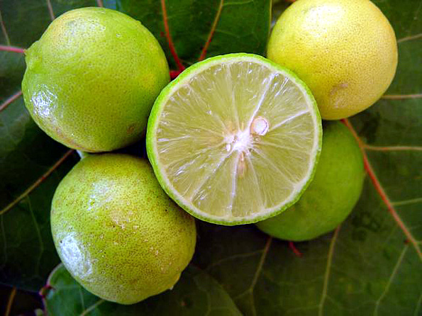 citrus aurantifolia