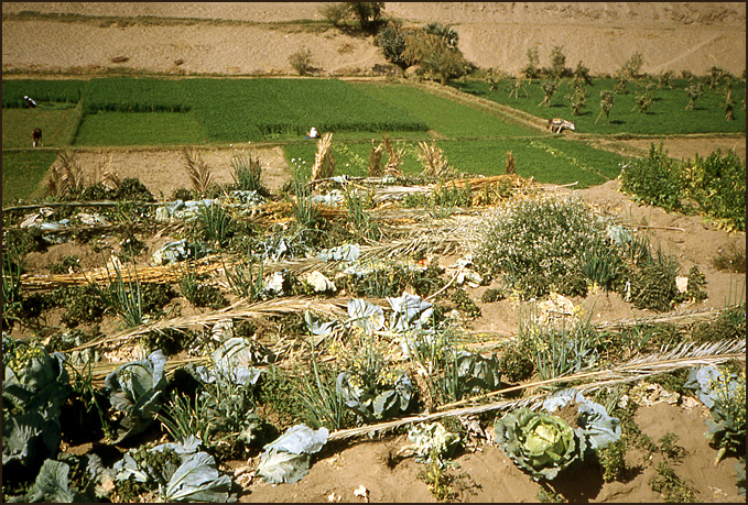 chou et ble bord du nil