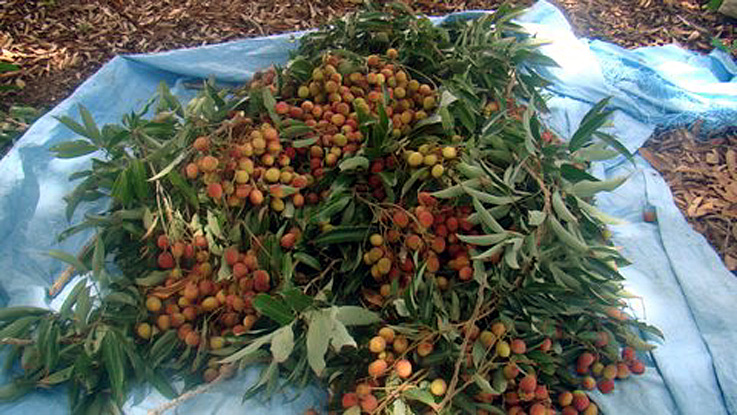 MITI RAPA DEC 2013 LITCHIS