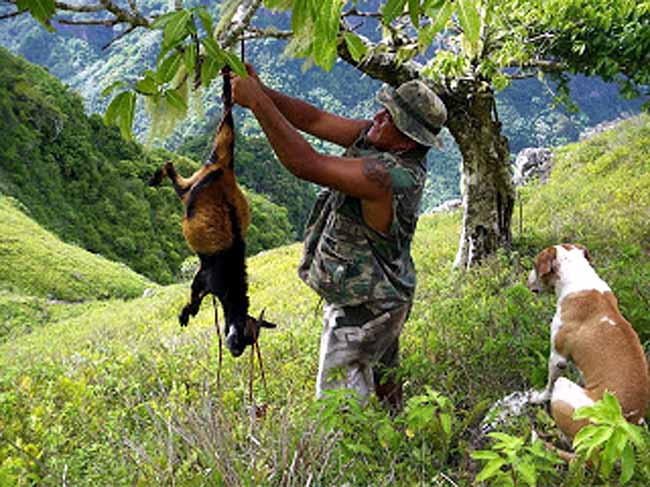 chèvre tuee aux marquises