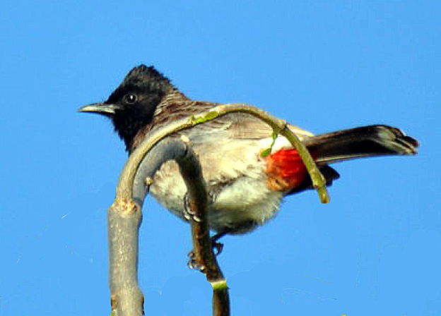 Bulbul à ventre rouge Pycnonotus cafer Red-vented Bulbul