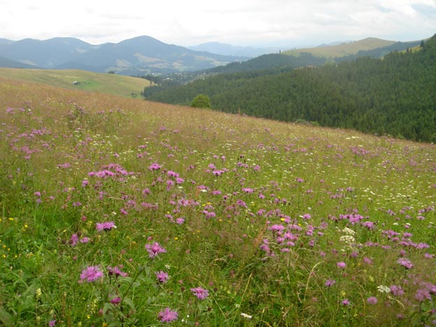 campagne verkhovina ukraine