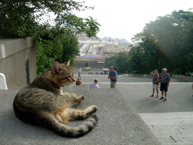 chat escalier potemkine odessa