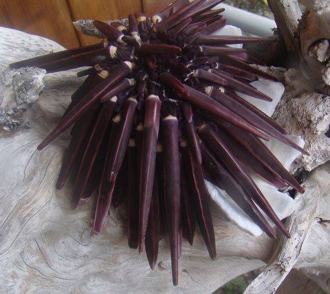 KAUEHI OURSIN CRAYON