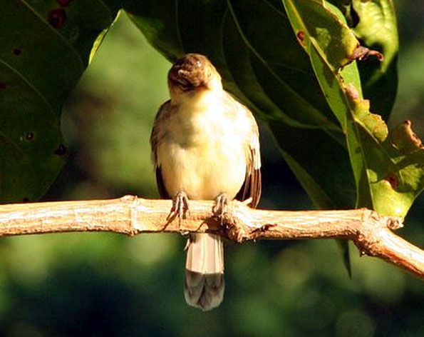 FAUVETTE DE RIMATARA