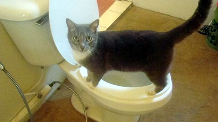 GRISETTE AU BAR A EAU