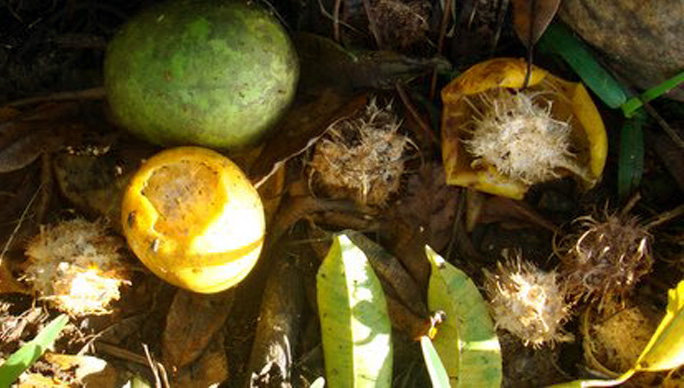 RESTES DE VÏ TAHITI APRES LE PASSAGE DES POULES