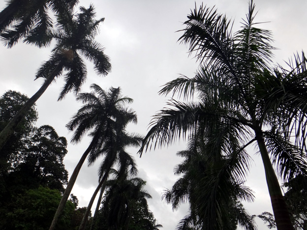 allee des palmiers Jardin botanique de Peradeniya sri lanka