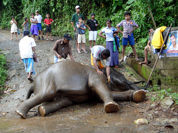 bain elephant sri lanka