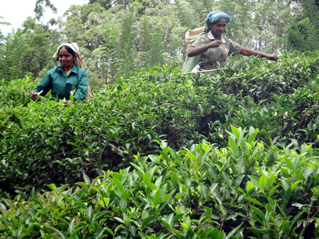 cueilleuses de the idalgashina sri lanka