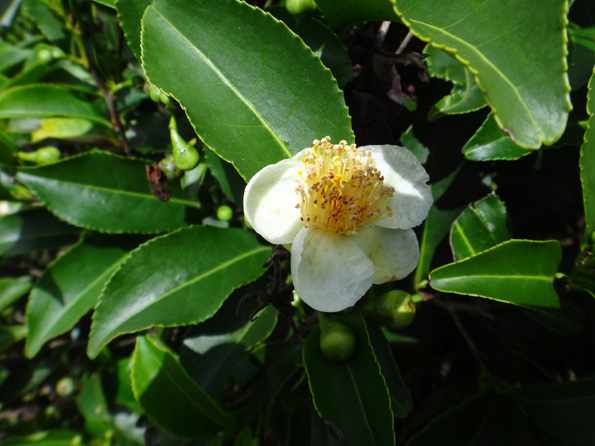 fleur du the sri lanka
