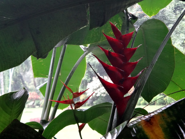 fleur Jardin botanique de Peradeniya sri lanka