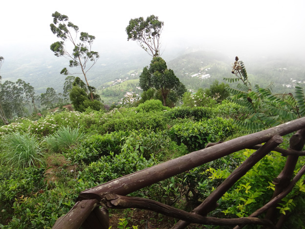 jardin de the bio idalgashina sri lanka