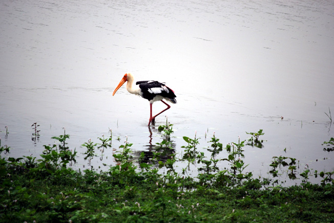 oiseau parc national udawalawesri lanka