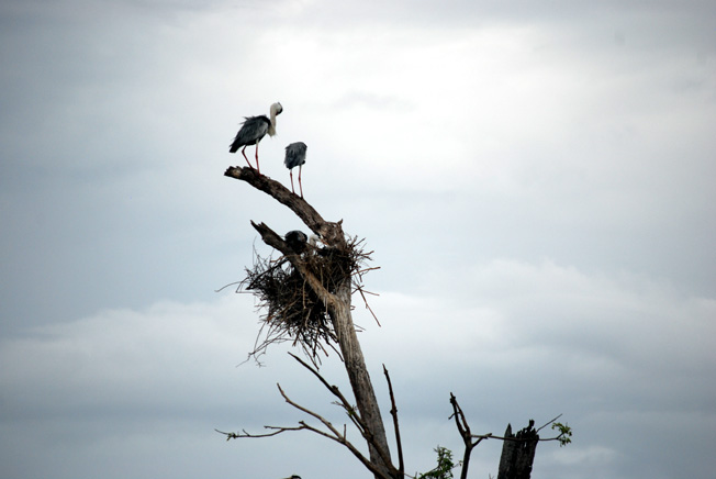oiseaux parc national udawalawesri lanka