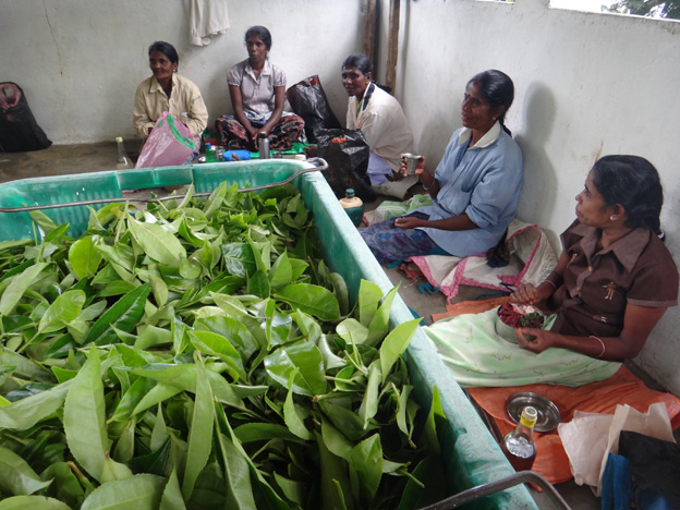 pause des cueilleuses de the idalgashina sri lanka