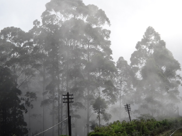 pluie idalgashina sri lanka