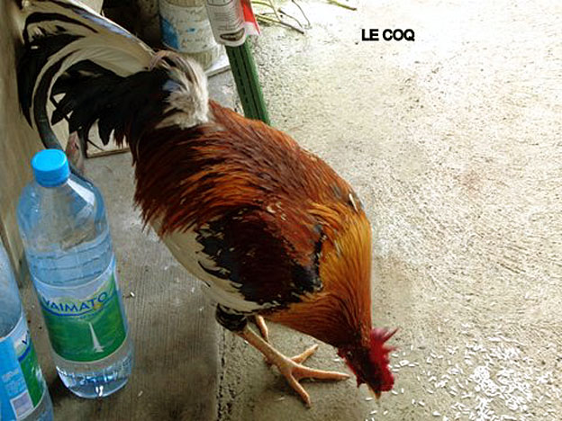 LE COQ