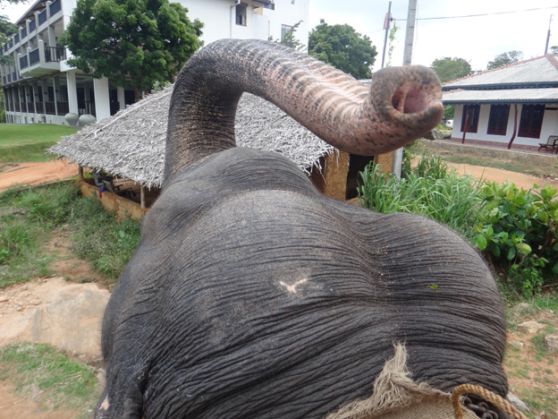 elephant quetant une banane sri kanka