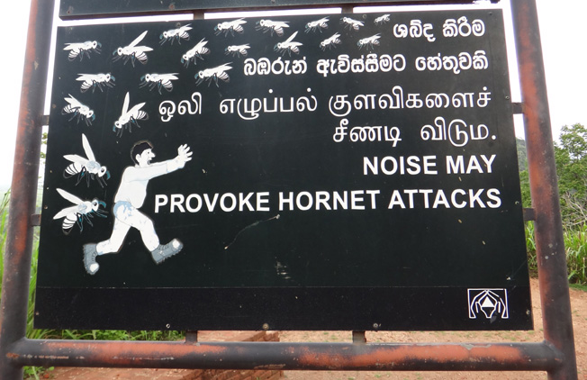 sigiriya hornet attacksri lanka