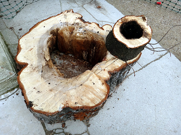 arbre creve paris jardin du luxembourg