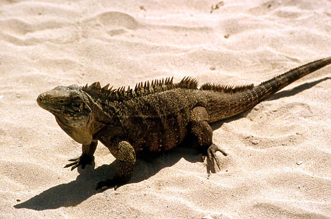 gros iguane cuba