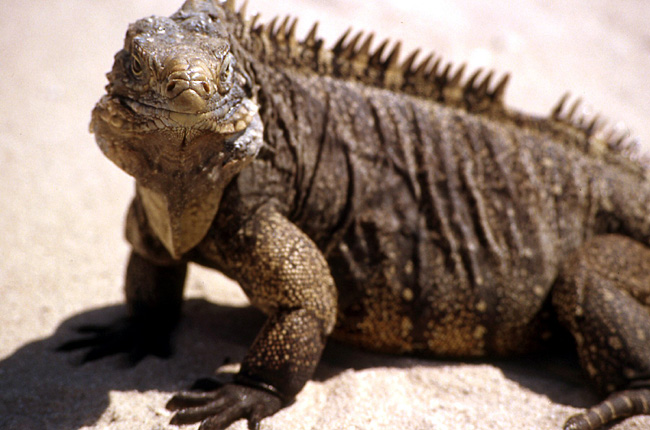 iguane portrait cuba