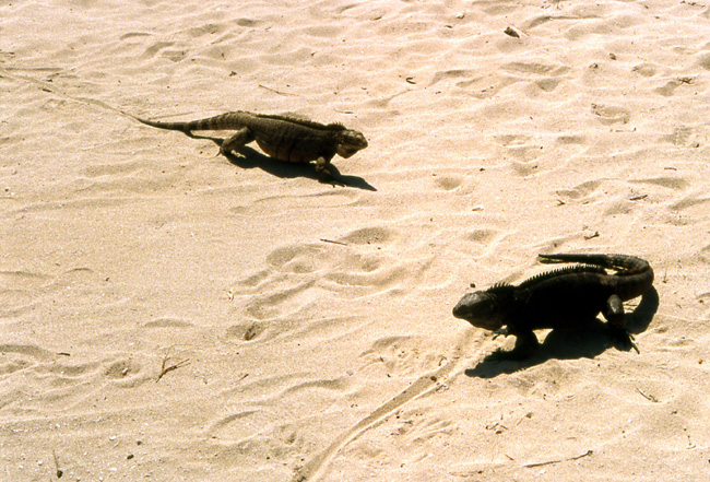 iguanes cuba