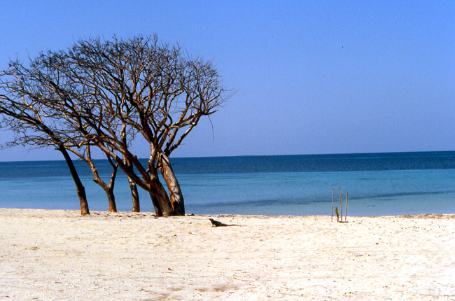 ile aux iguanes cuba