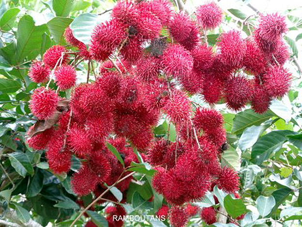 ramboutans