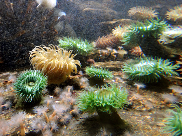 anemones vertes brest oceanopolis