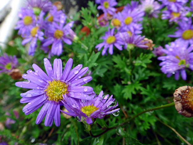 asters