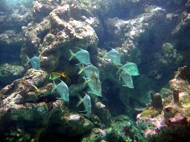 banc de poissons brest oceanopolis