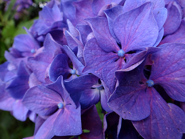 fleurs hortensia bleu