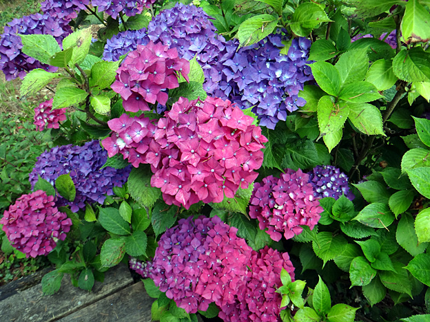 hortensias bleus et mauves