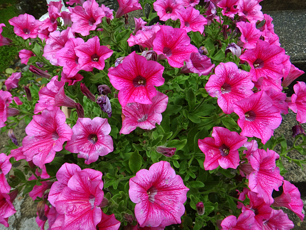 petunias