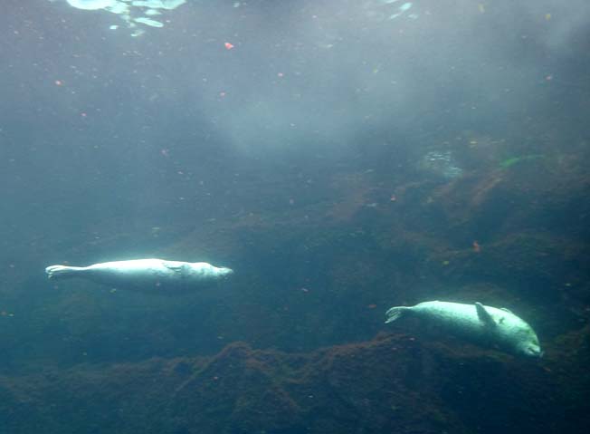 phoque brest oceanopolis