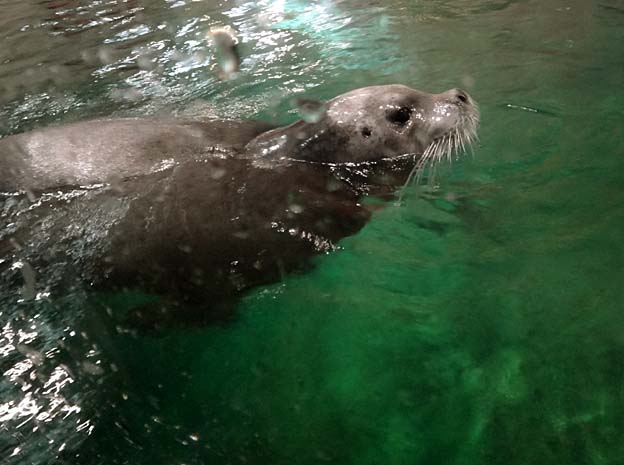 phoque nageant brest oceanopolis