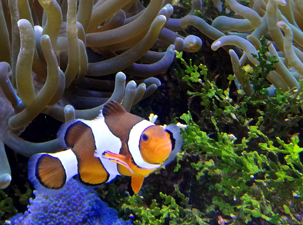 poisson colore brest oceanopolis