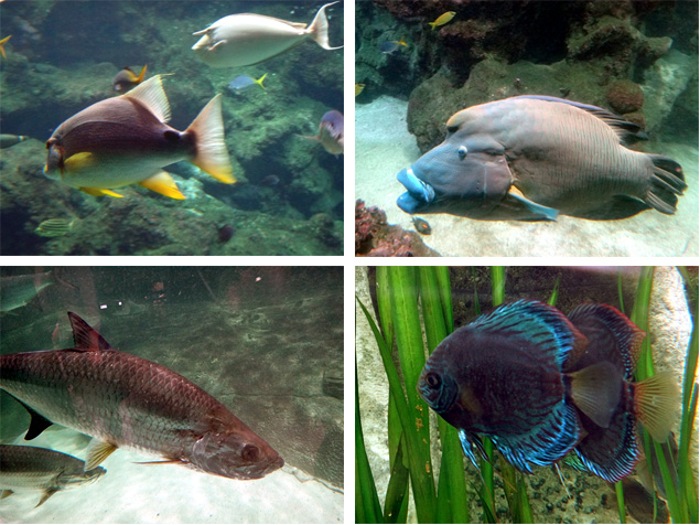 poissons brest oceanopolis