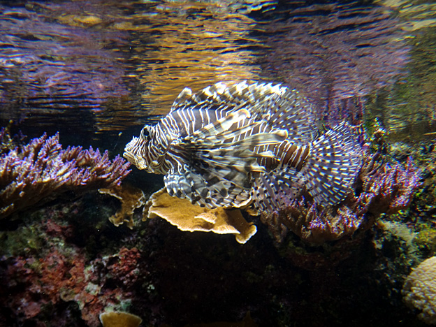 rascasse brest oceanopolis
