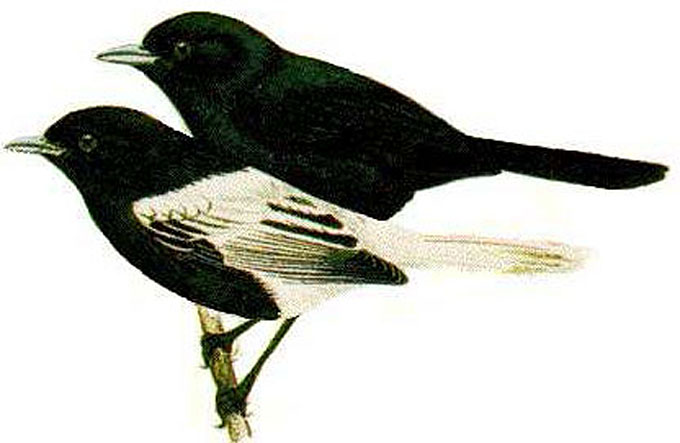 monarques oiseaux de tahiti